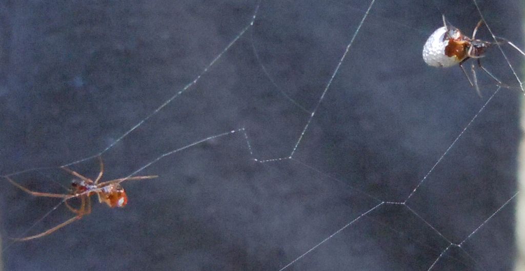 Argiope bruennichi + Argyrodes + dittero scroccone
